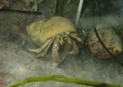 Research Expedition - Crab