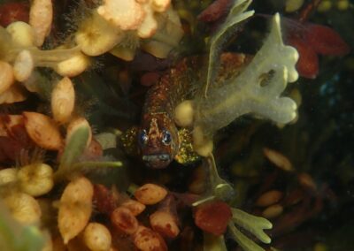 Research Expedition - Fish in Seaweed