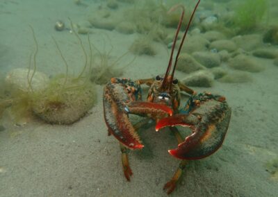 Research Expedition - Lobster